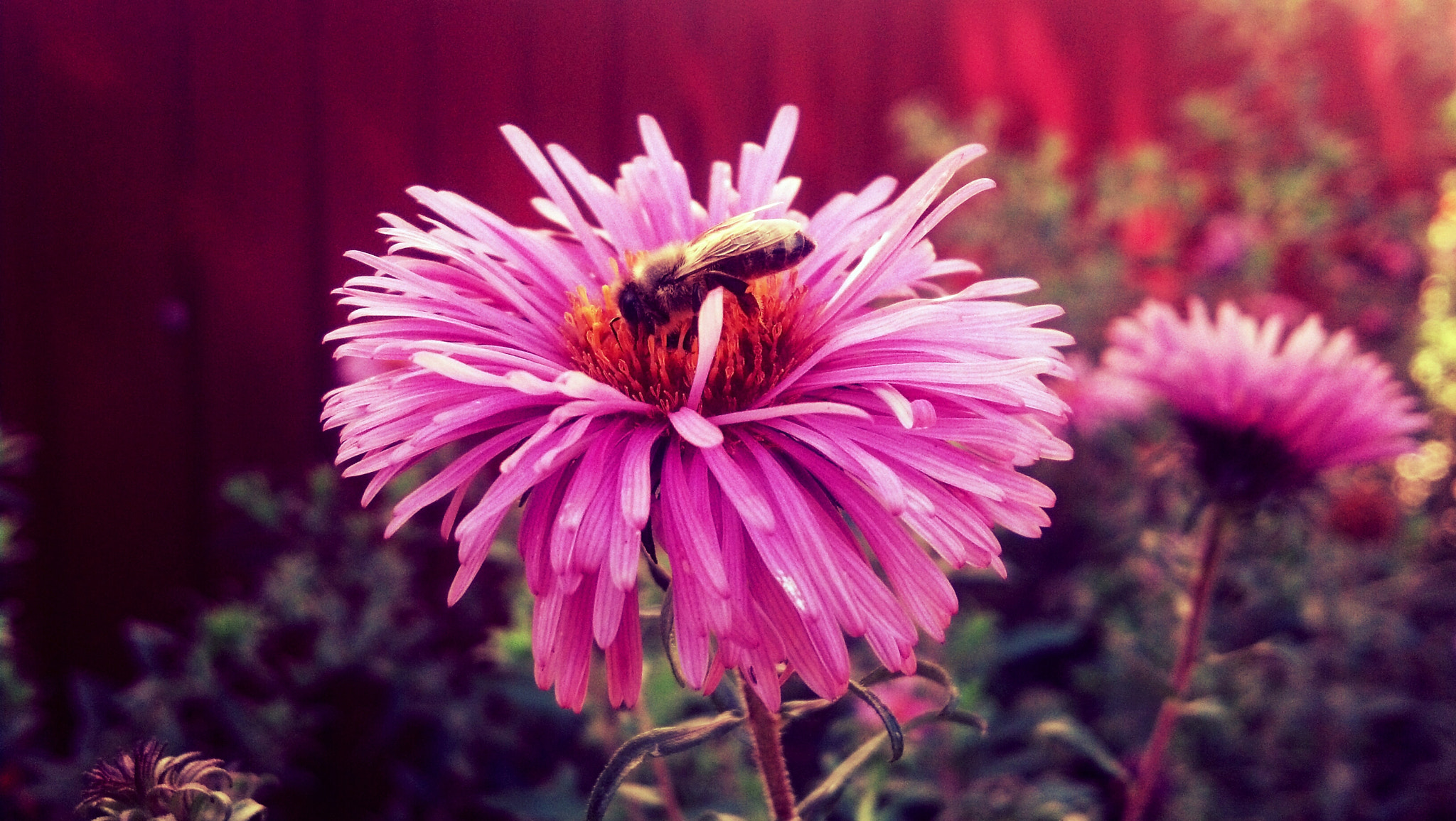 Motorola DROID RAZR sample photo