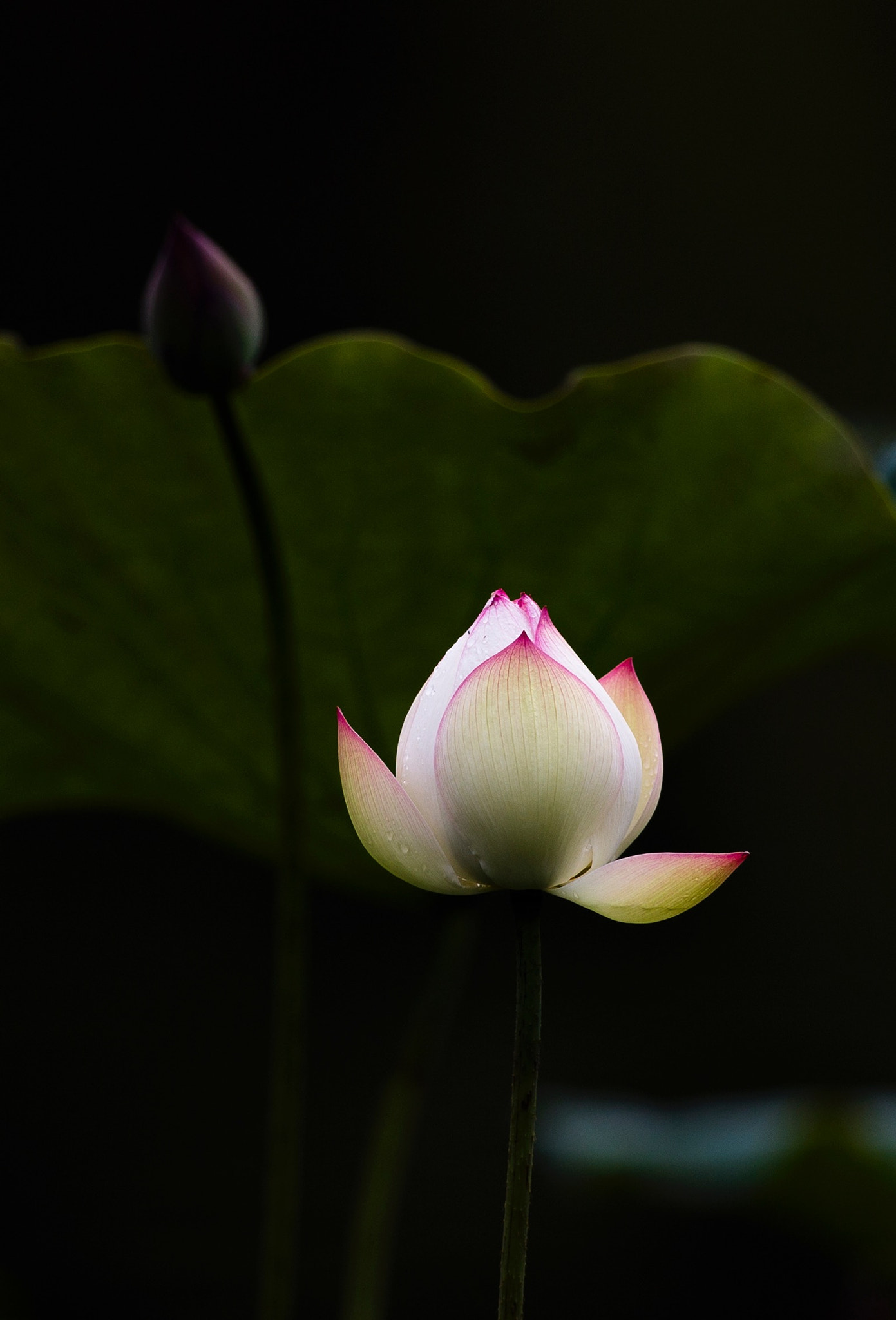 Canon EF 300mm F2.8L IS II USM sample photo. Charming photography