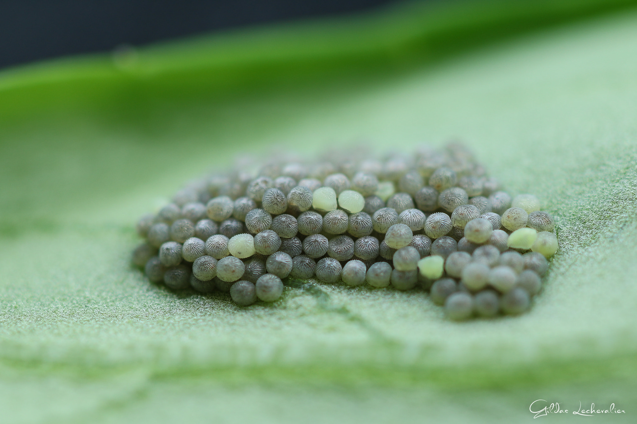 Canon EF 100mm F2.8 Macro USM sample photo. Surprise photography