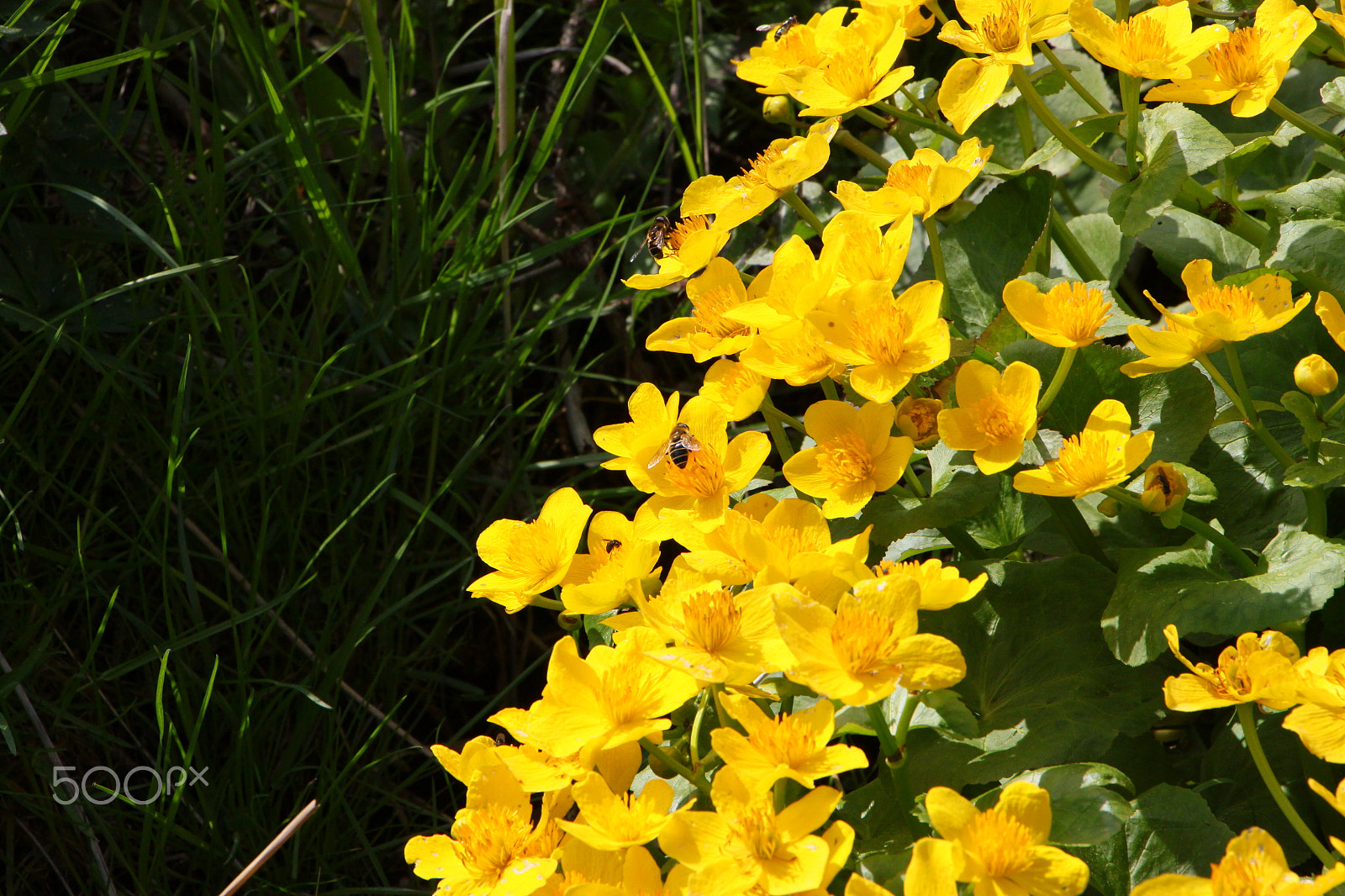 Canon EOS 500D (EOS Rebel T1i / EOS Kiss X3) sample photo. Yellow and green photography