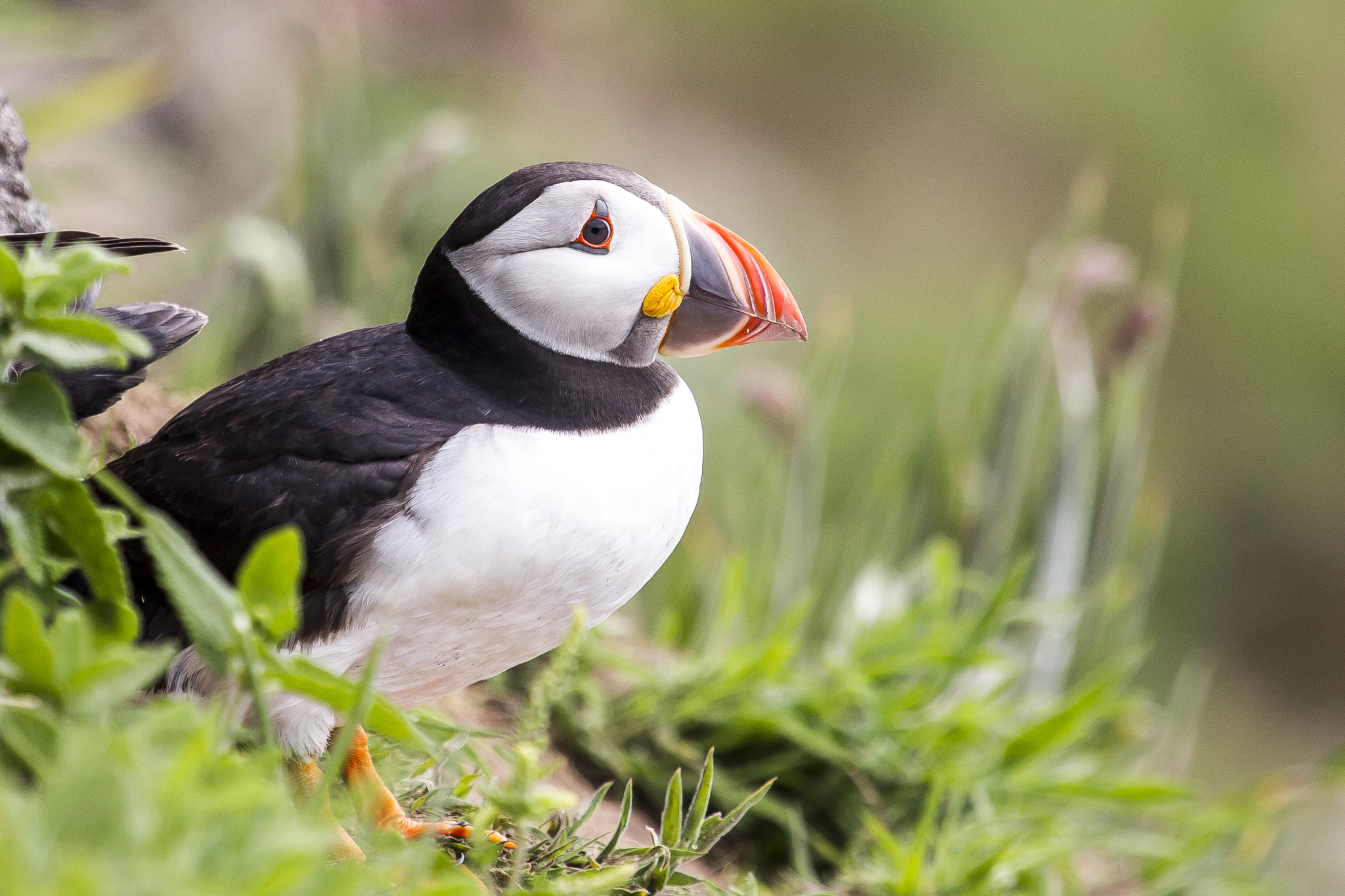 Canon EOS-1D Mark IV sample photo. Pensive puffin photography