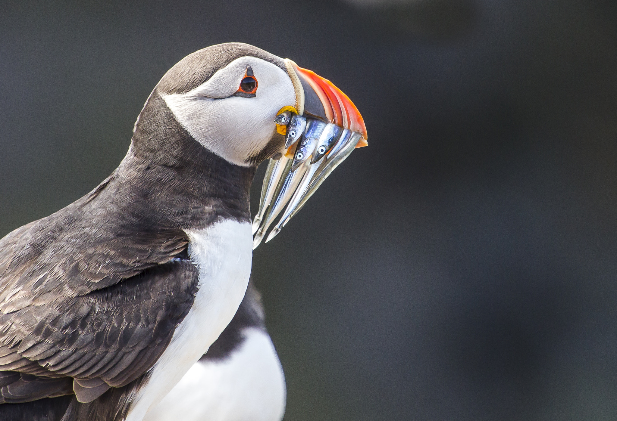 Canon EOS-1D Mark IV + Canon EF 100-400mm F4.5-5.6L IS USM sample photo. Puffin feast photography