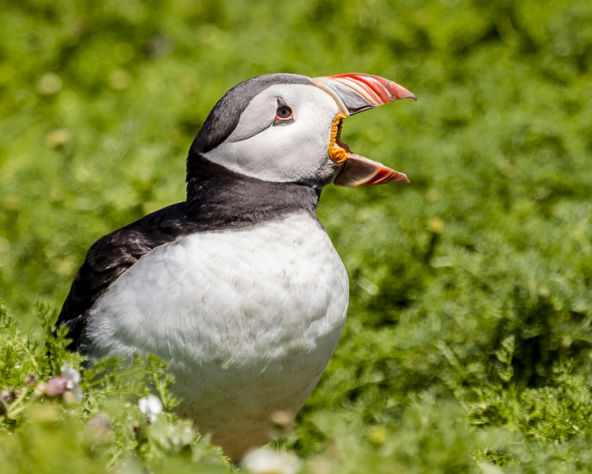 Canon EOS-1D Mark IV sample photo. Call of the puffin photography