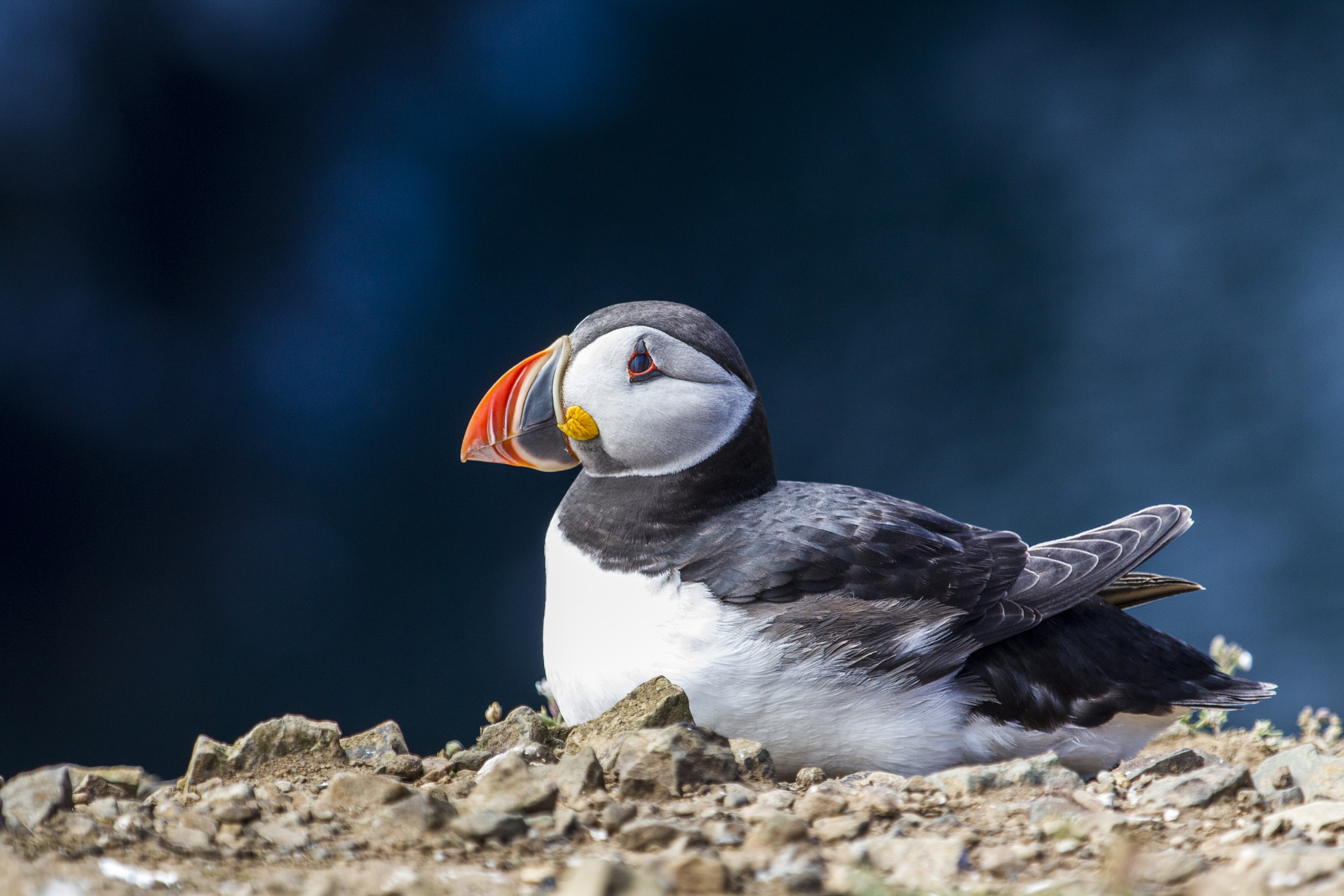 Canon EOS-1D Mark IV + Canon EF 100-400mm F4.5-5.6L IS USM sample photo. Puffin photography