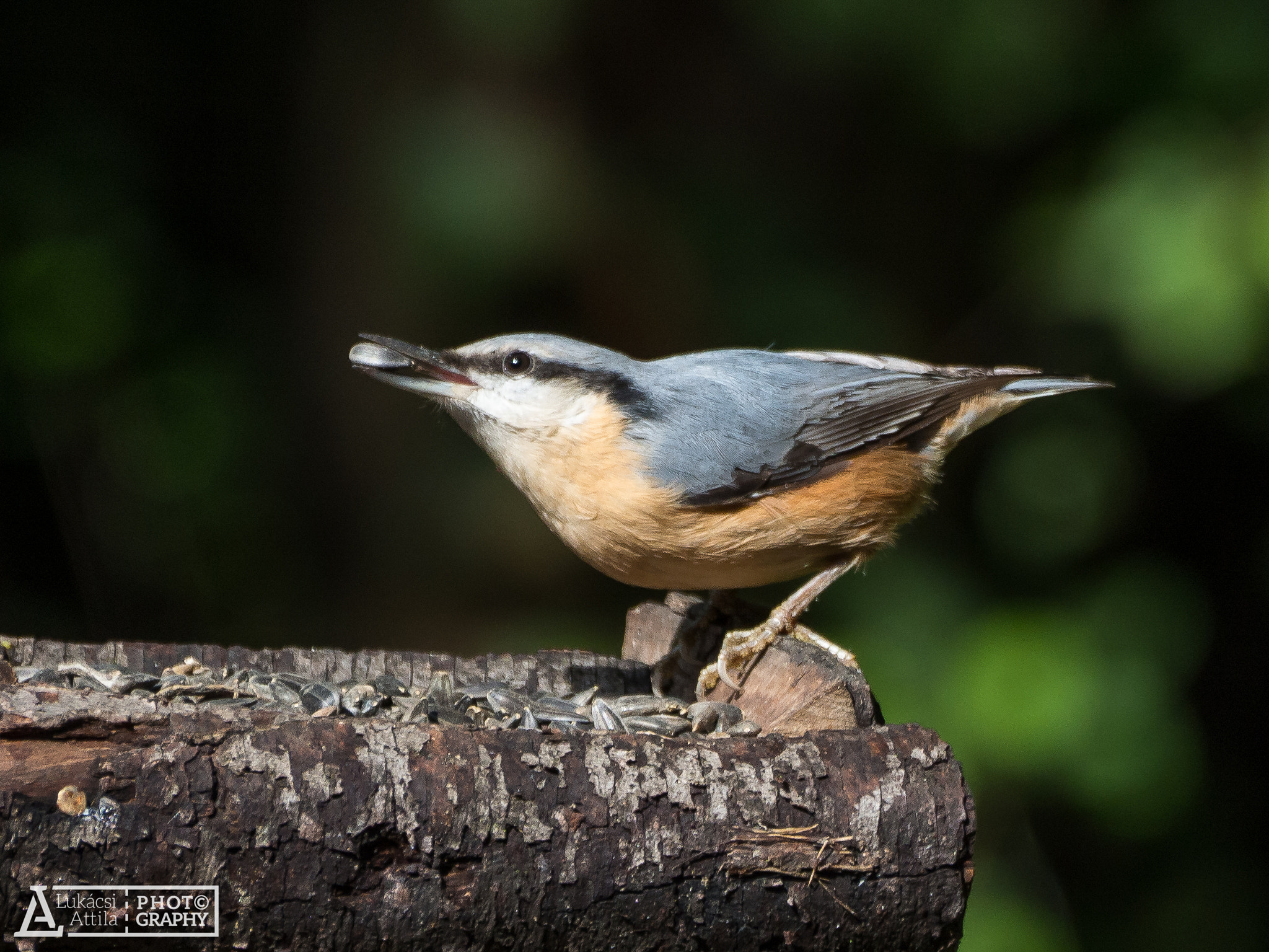 Olympus Zuiko Digital ED 70-300mm F4.0-5.6 sample photo. Good appetite! photography