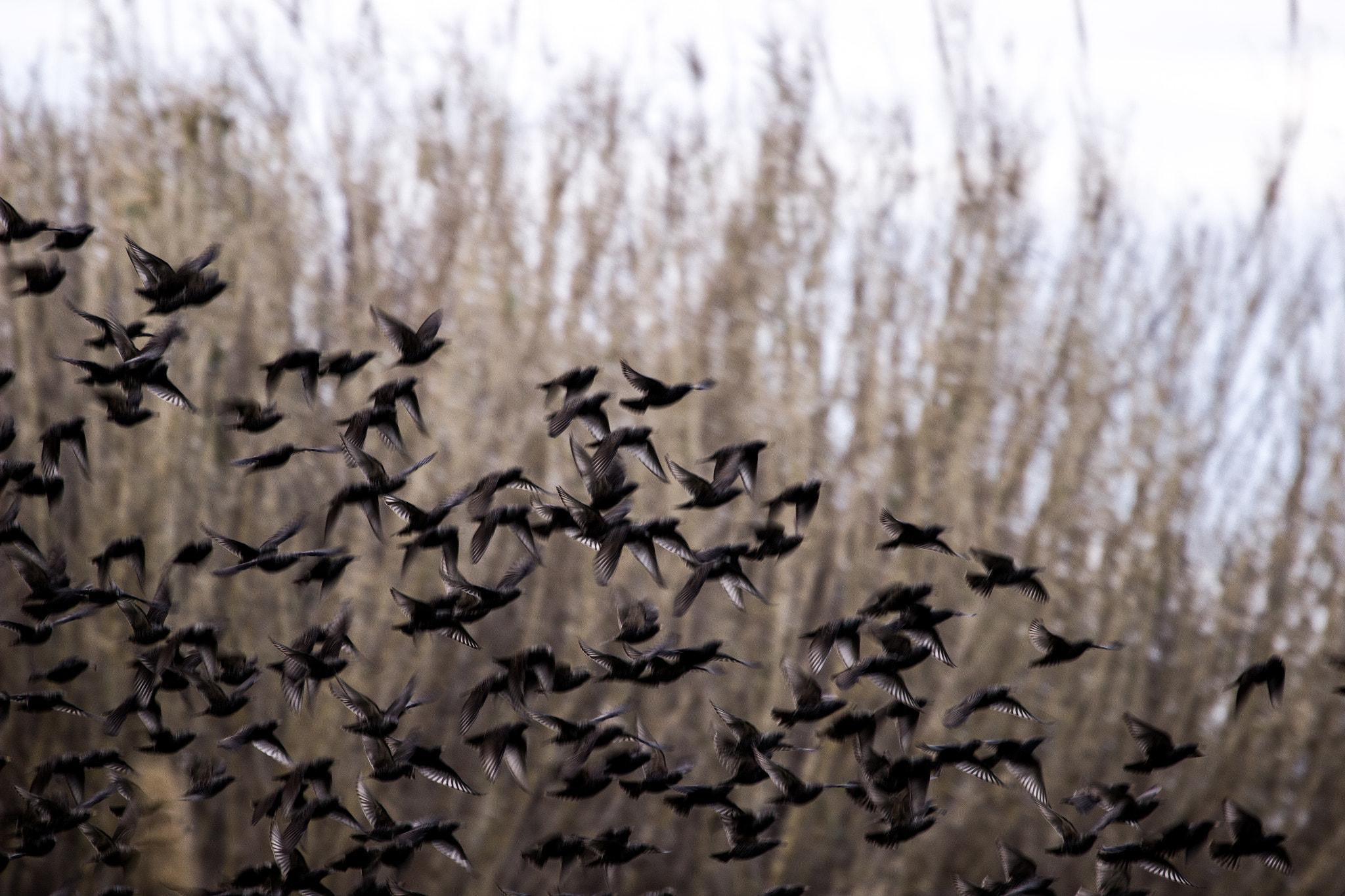 Canon EF 100-400mm F4.5-5.6L IS USM sample photo. Blackbirds .... photography