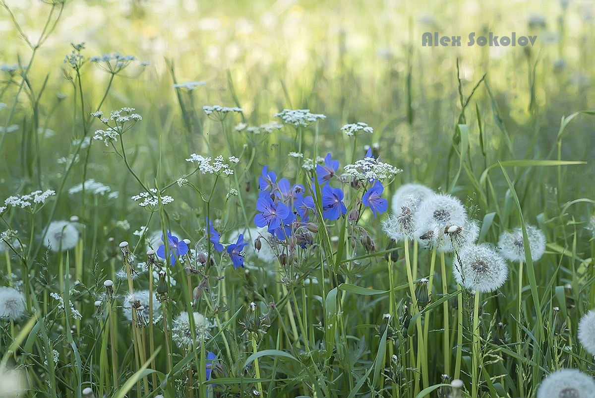 Sony a7S + Sony FE 24-240mm F3.5-6.3 OSS sample photo. копия photography