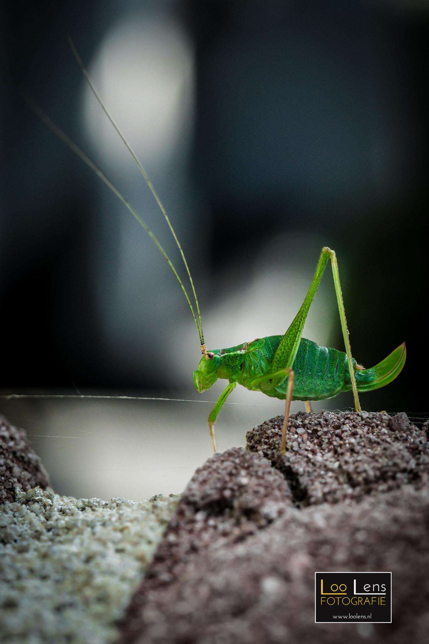 NX 60mm F2.8 Macro sample photo. Grasshopper macro photography