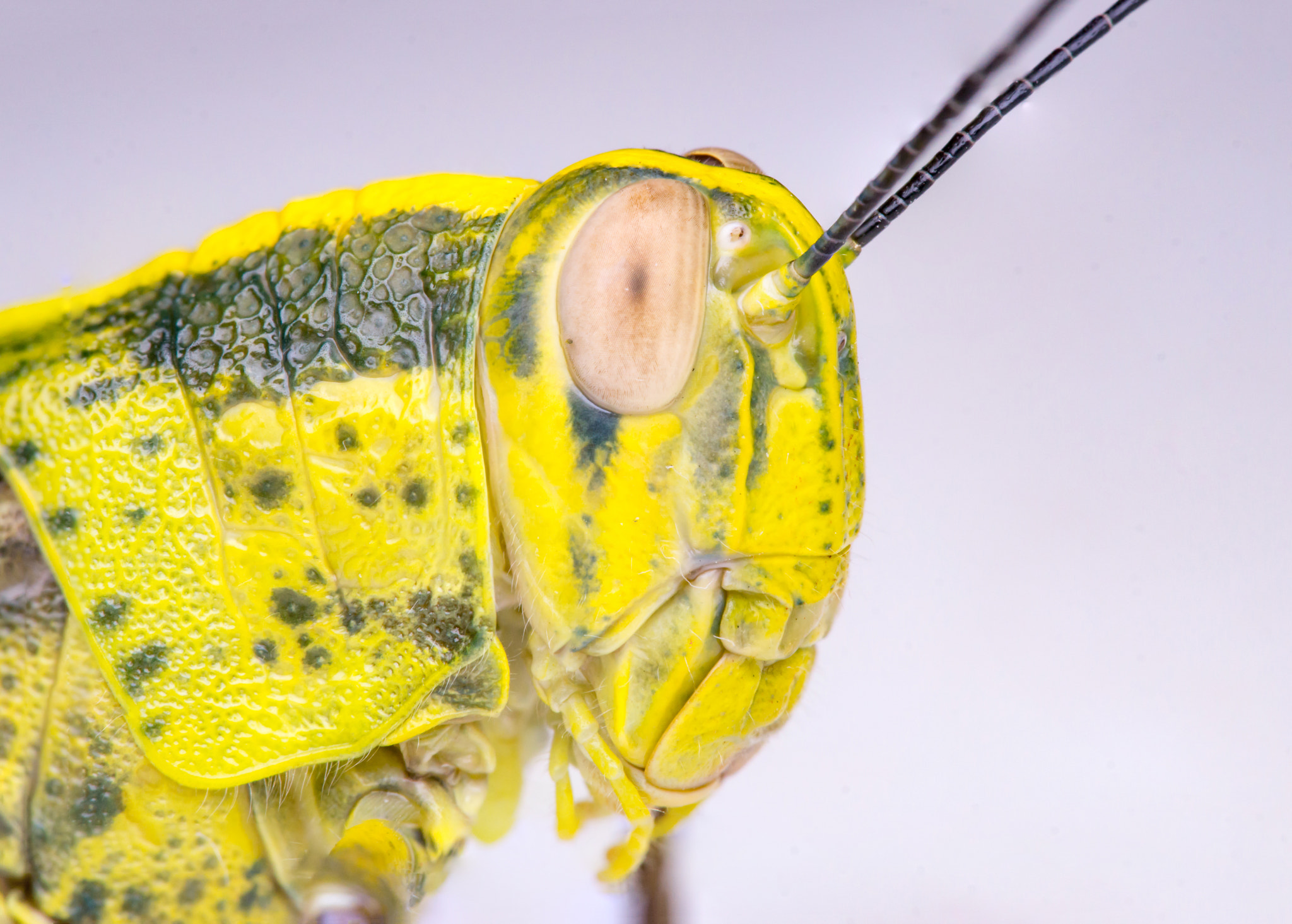 Minolta AF 28-85mm F3.5-4.5 New sample photo. Javanese grasshopper (valanga nigricornis) head photography