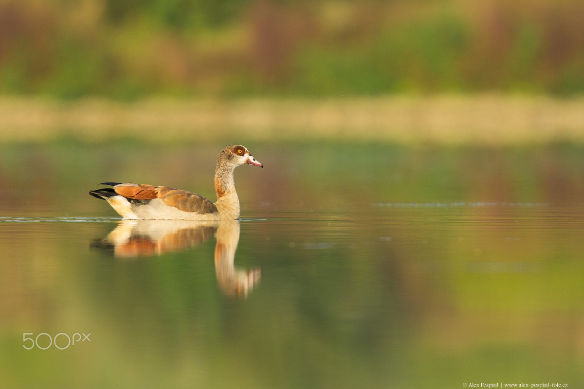 Canon EF 300mm F2.8L IS USM sample photo. Egyptian goose photography