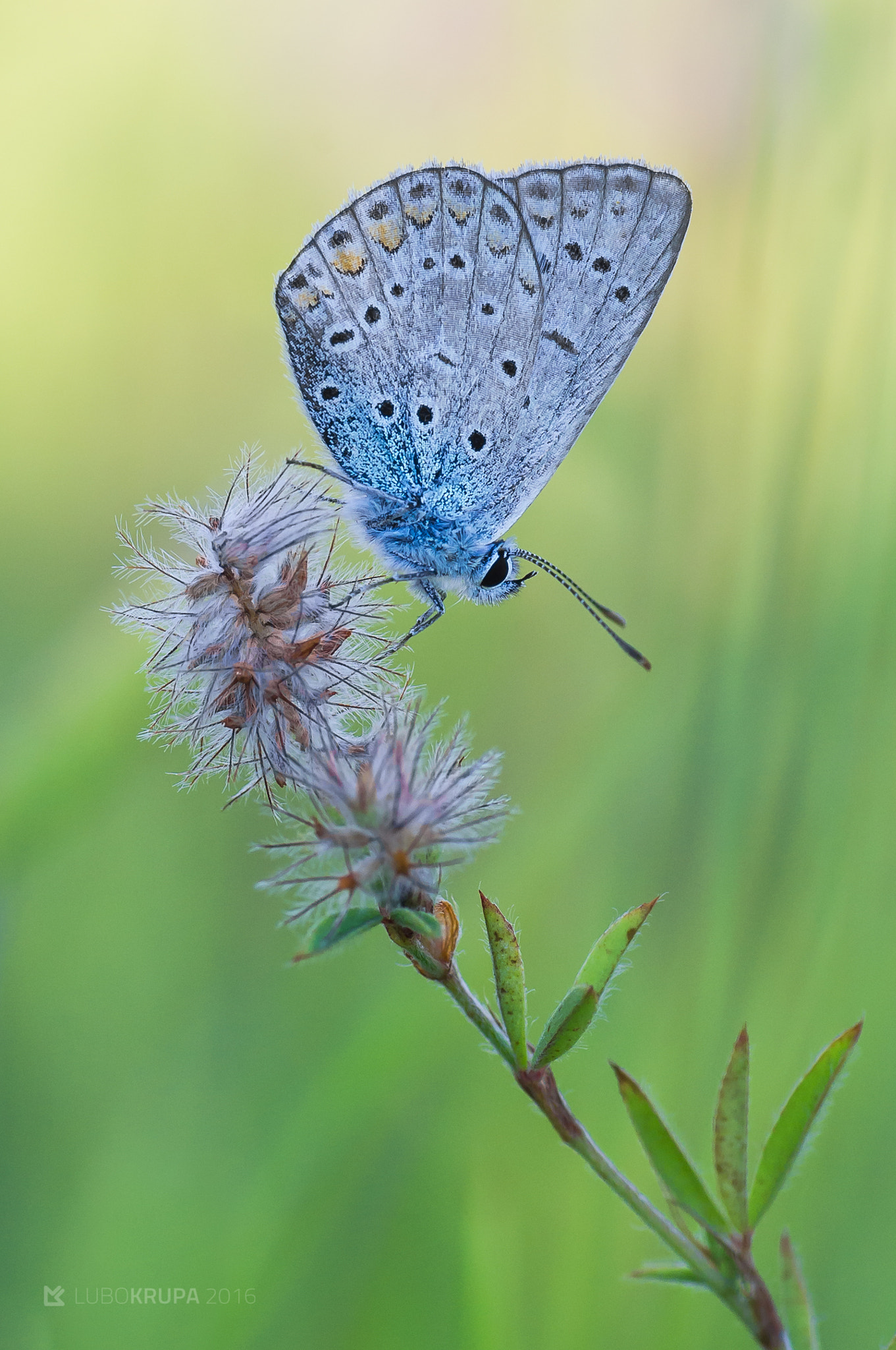 Pentax K-r + Tamron SP AF 90mm F2.8 Di Macro sample photo. Polyommatus icarus photography