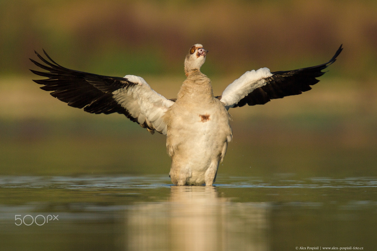 Canon EF 300mm F2.8L IS USM sample photo. Egyptian goose photography