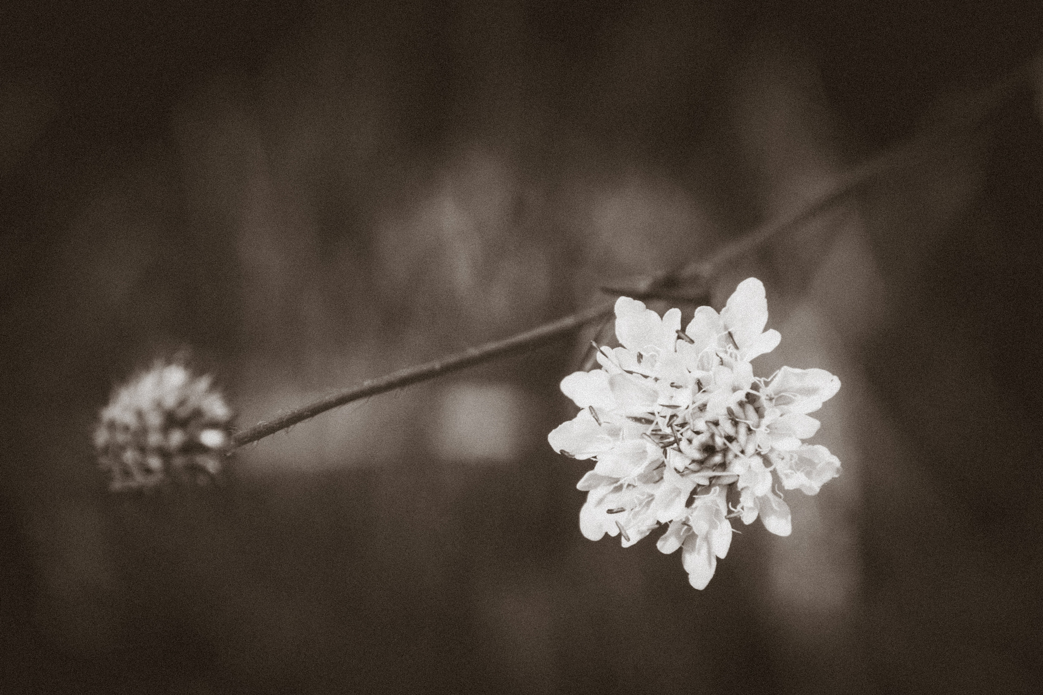 Canon EOS 450D (EOS Rebel XSi / EOS Kiss X2) sample photo. Exquisite b/w photography