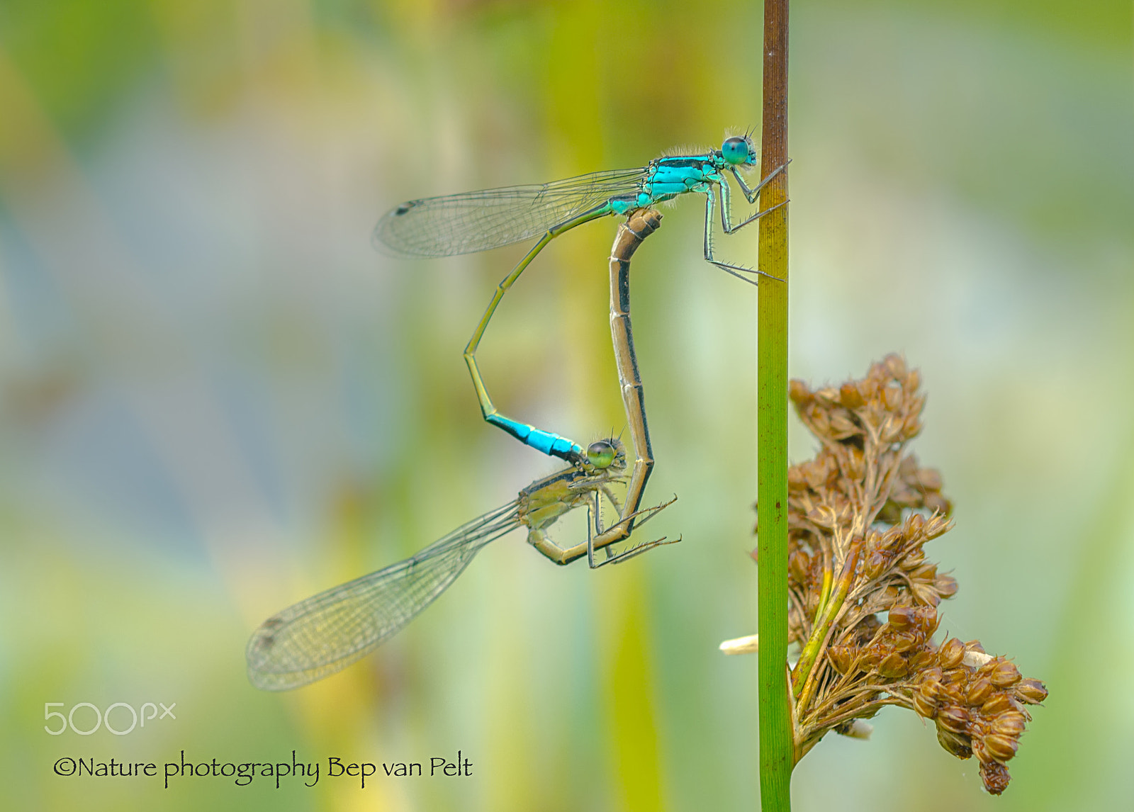 Nikon D7000 + Sigma 50mm F2.8 EX DG Macro sample photo. Mating variable damselfly photography
