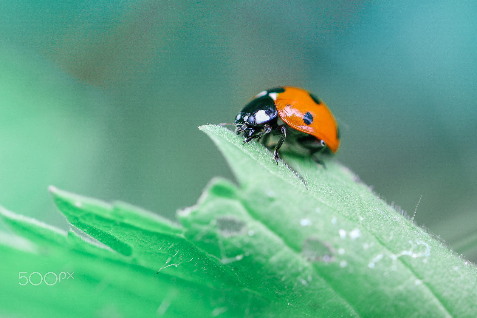 Canon EOS 700D (EOS Rebel T5i / EOS Kiss X7i) + Canon EF 100mm F2.8L Macro IS USM sample photo. White eyes... photography