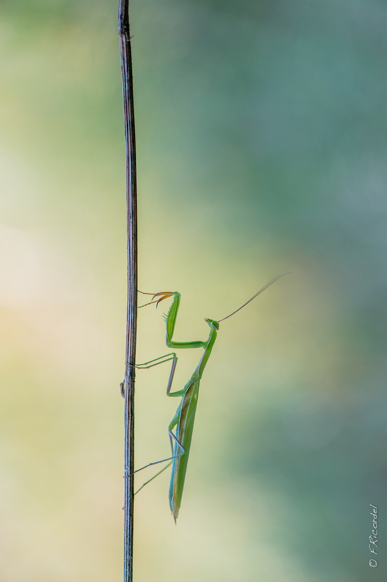 Nikon D4S sample photo. Climbing photography