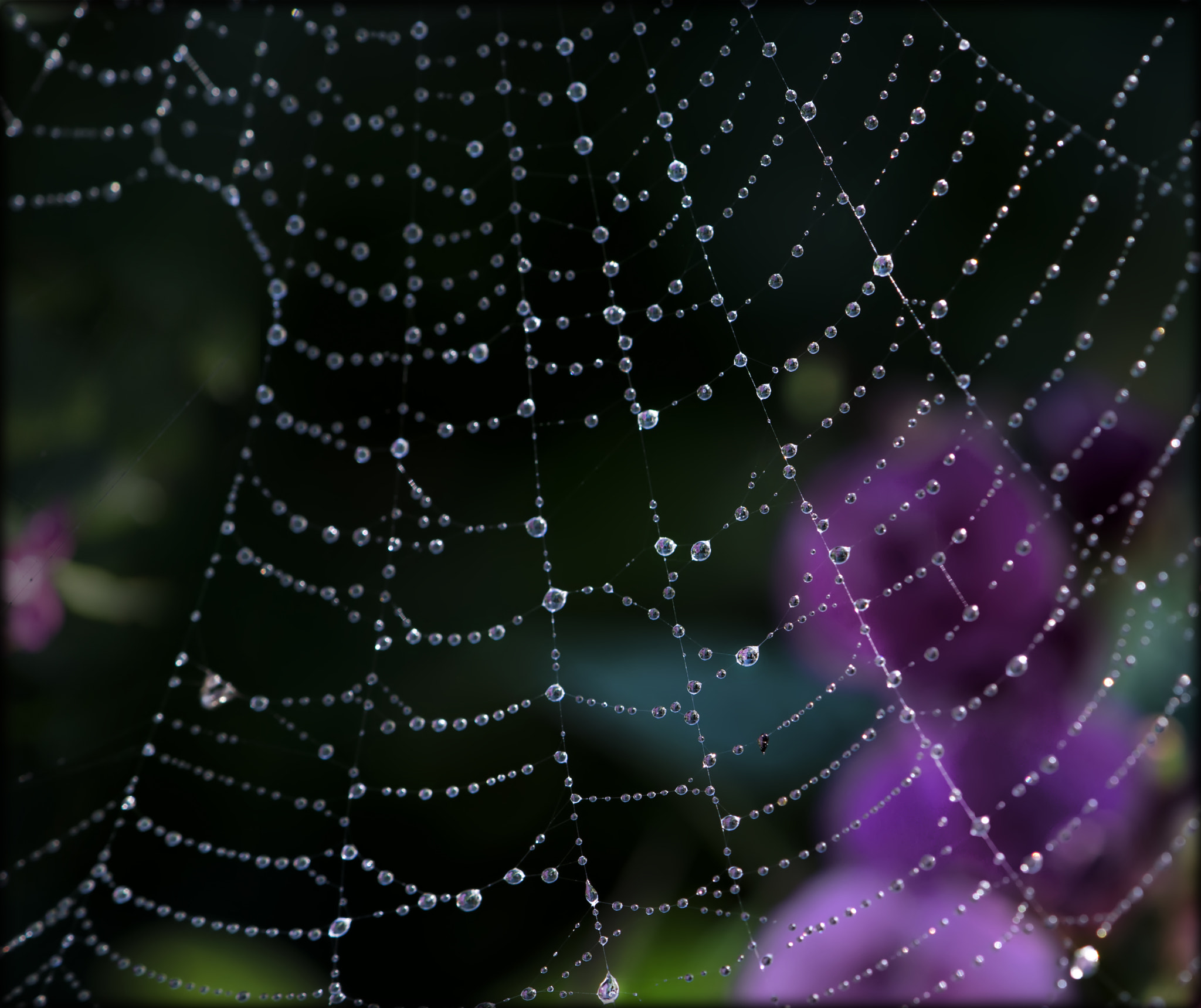 Nikon AF-S DX Micro-Nikkor 85mm F3.5G ED VR sample photo. Spiderweb photography