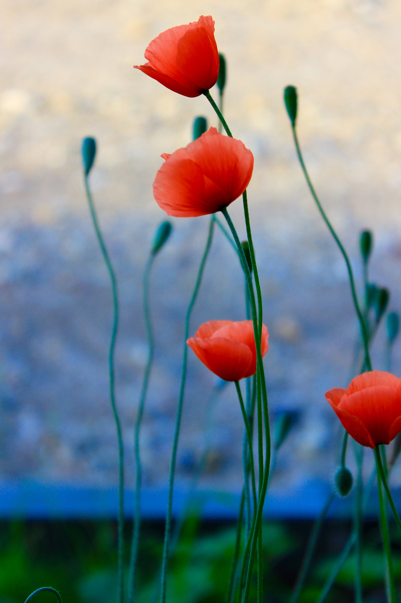 Canon EF-S 18-55mm F3.5-5.6 III sample photo. Poppies photography