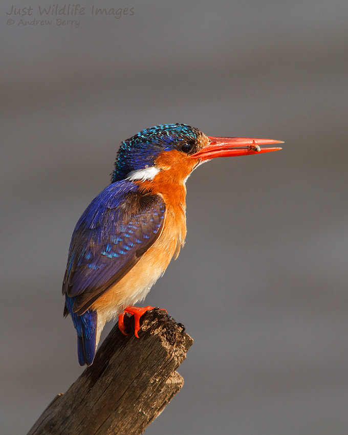 Canon EF 300mm F2.8L IS USM sample photo. Malachite kingfisher photography