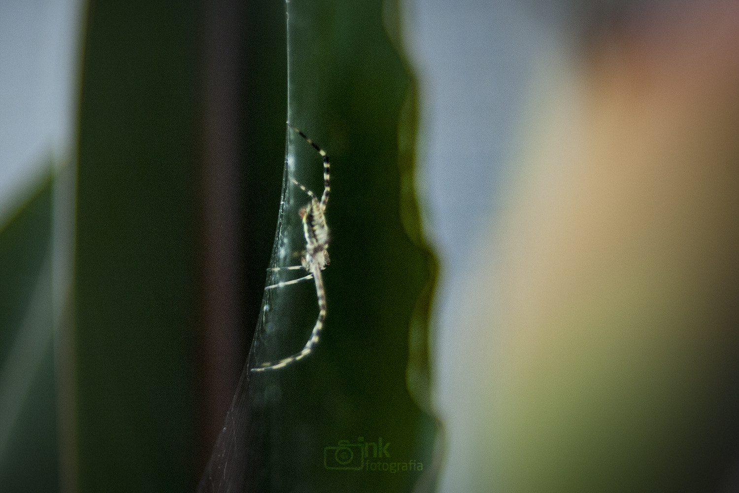 Canon EF 35-80mm f/4-5.6 sample photo. Spider photography