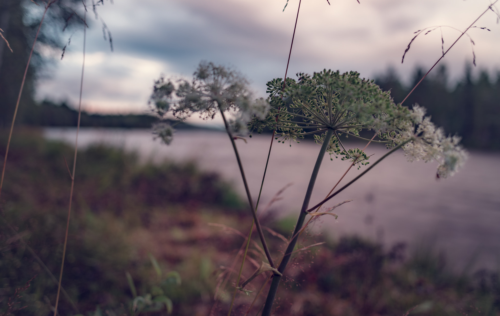 Canon EOS 6D + Canon EF 28mm F2.8 IS USM sample photo. Plant near the river photography