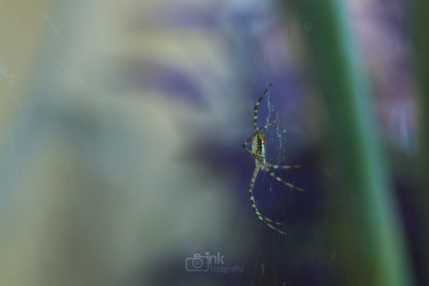 Canon EF 35-80mm f/4-5.6 sample photo. Spider photography