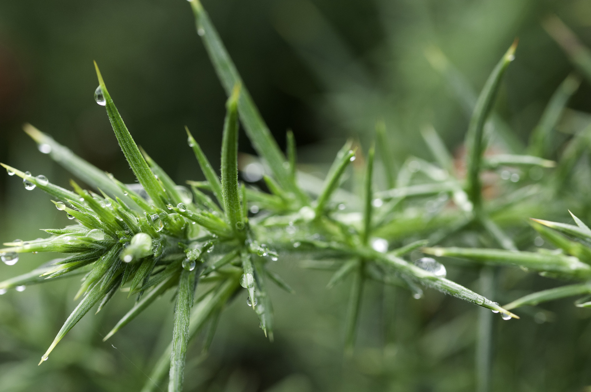 Sigma 105mm F2.8 EX DG OS HSM sample photo. Gorse photography