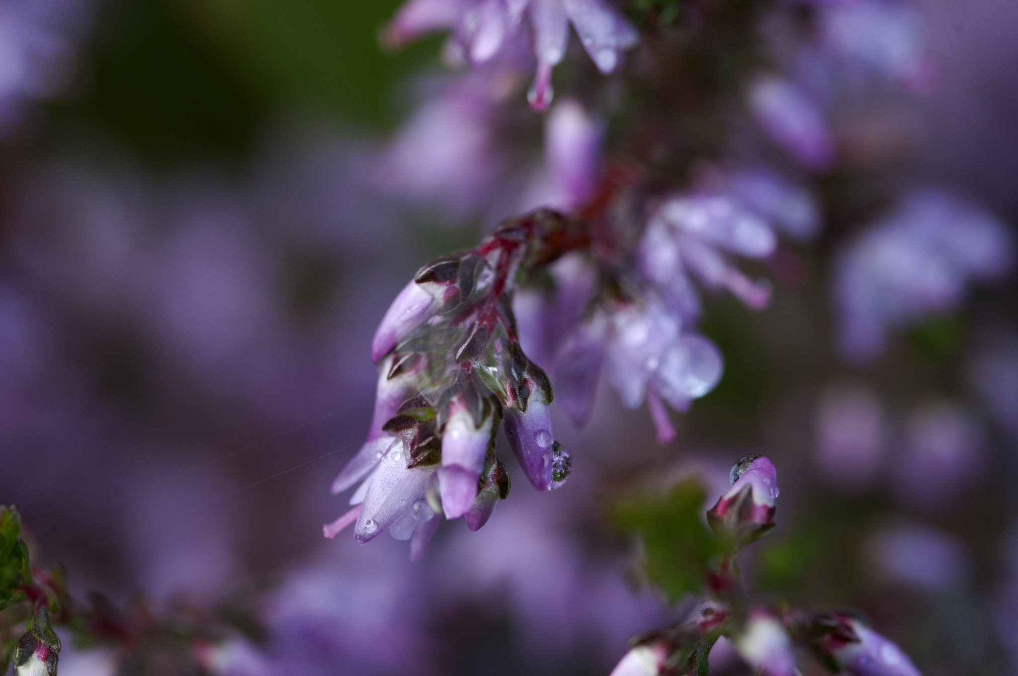 Sigma 105mm F2.8 EX DG OS HSM sample photo. Heather photography