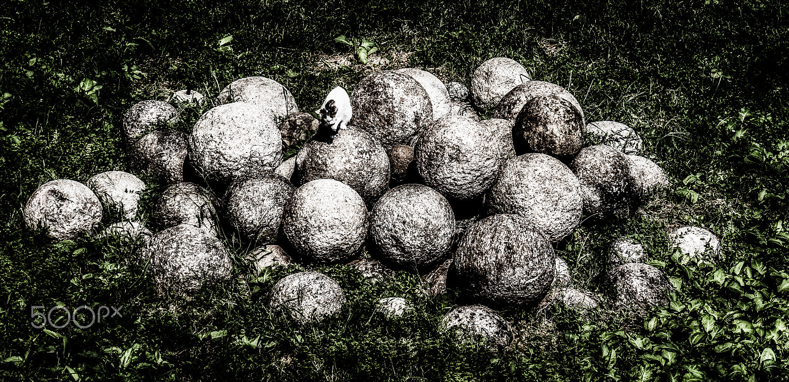 Canon EOS 5DS sample photo. Cannonball cat photography