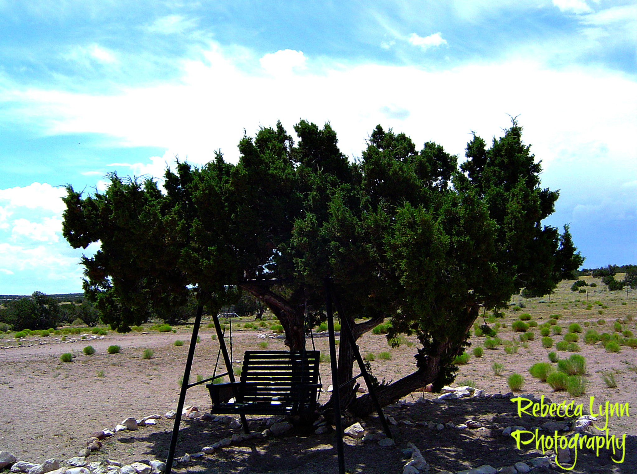 Sony DSC-P72 sample photo. Swinging tree photography