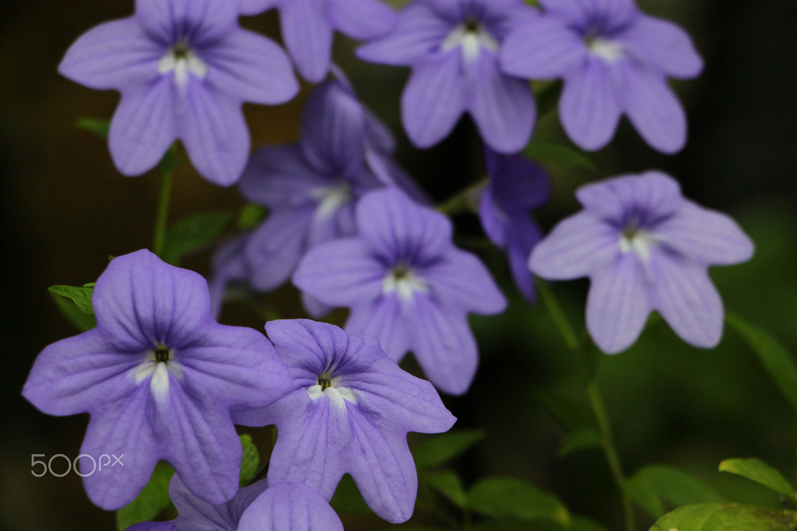 Canon EOS 500D (EOS Rebel T1i / EOS Kiss X3) sample photo. Fading blue photography