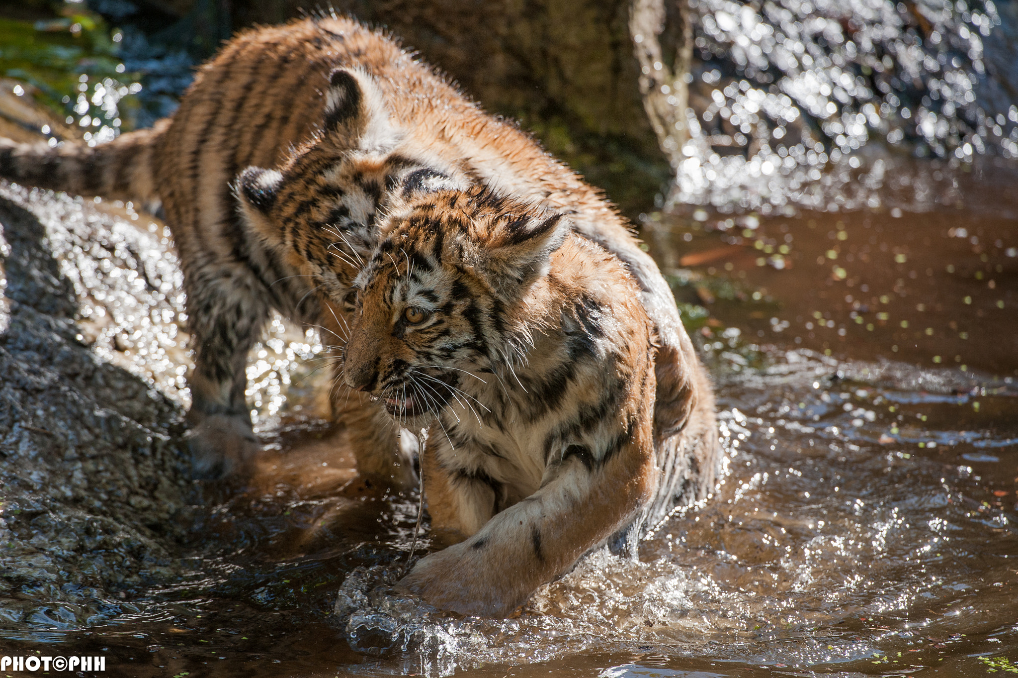 Nikon D3 + Nikon AF-S Nikkor 200-400mm F4G ED-IF VR sample photo. Amur-tiger photography