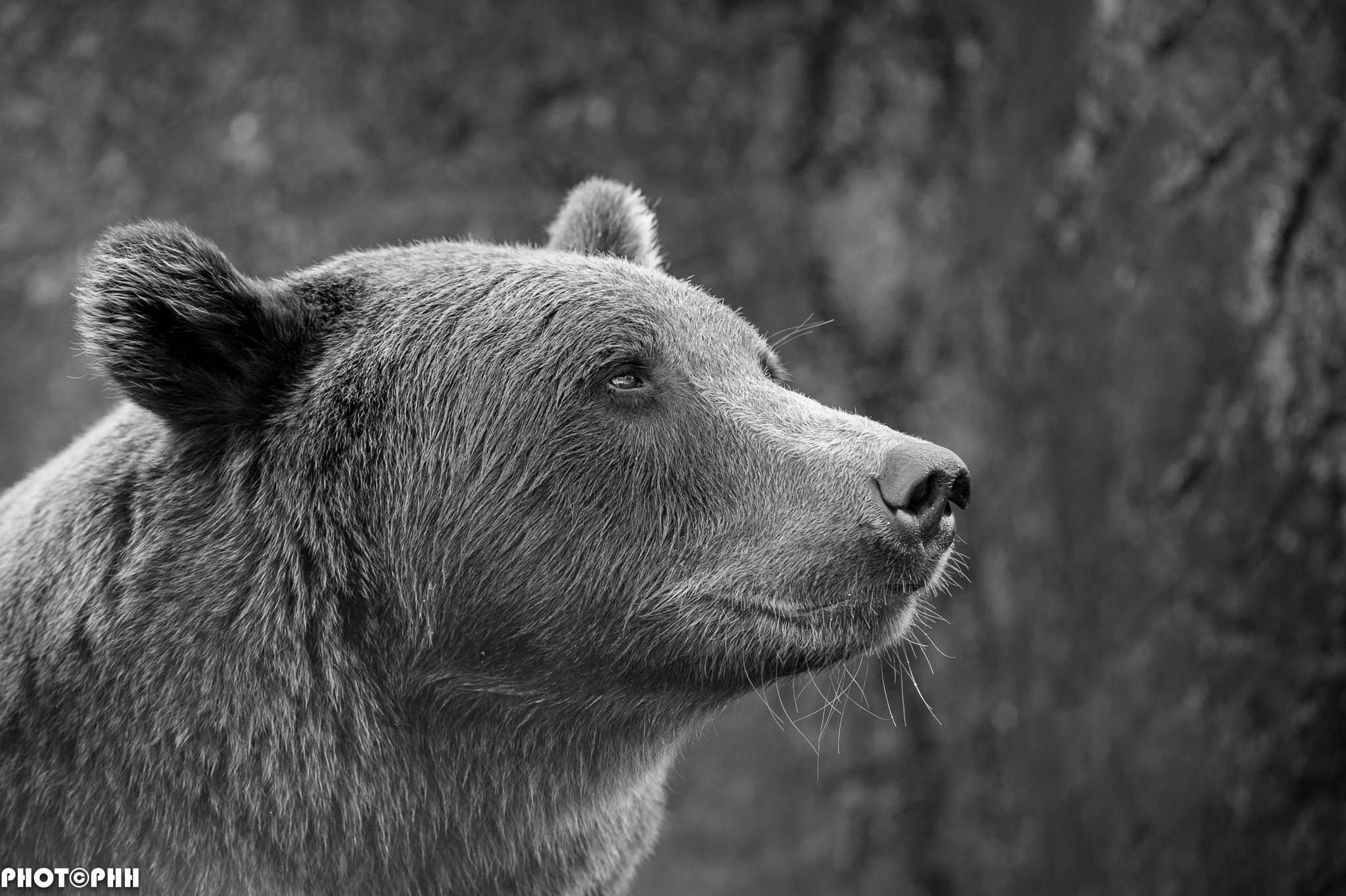 Nikon D3 + Nikon AF-S Nikkor 200-400mm F4G ED-IF VR sample photo. Bear photography