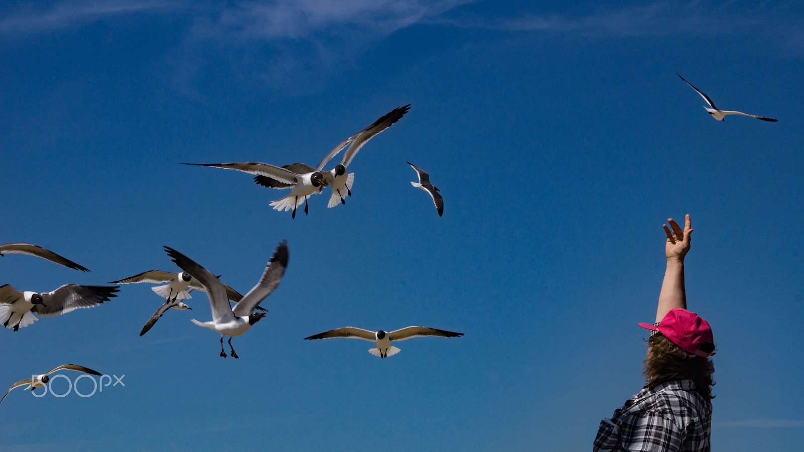 Sony SLT-A77 sample photo. Bird whisperer photography