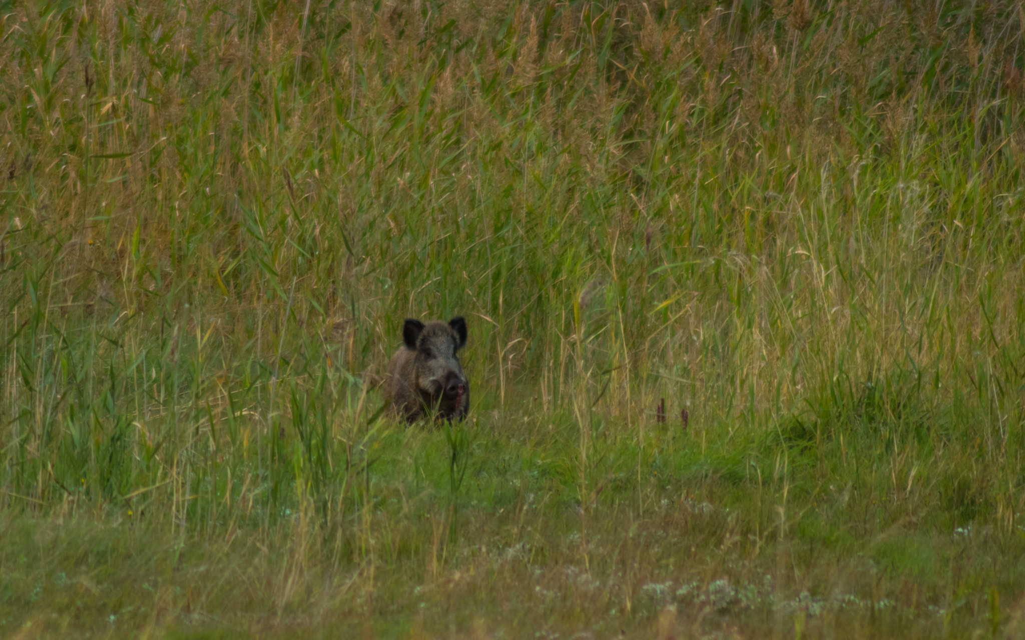 Tamron AF 70-300mm F4-5.6 Di LD Macro sample photo. Wild boar photography