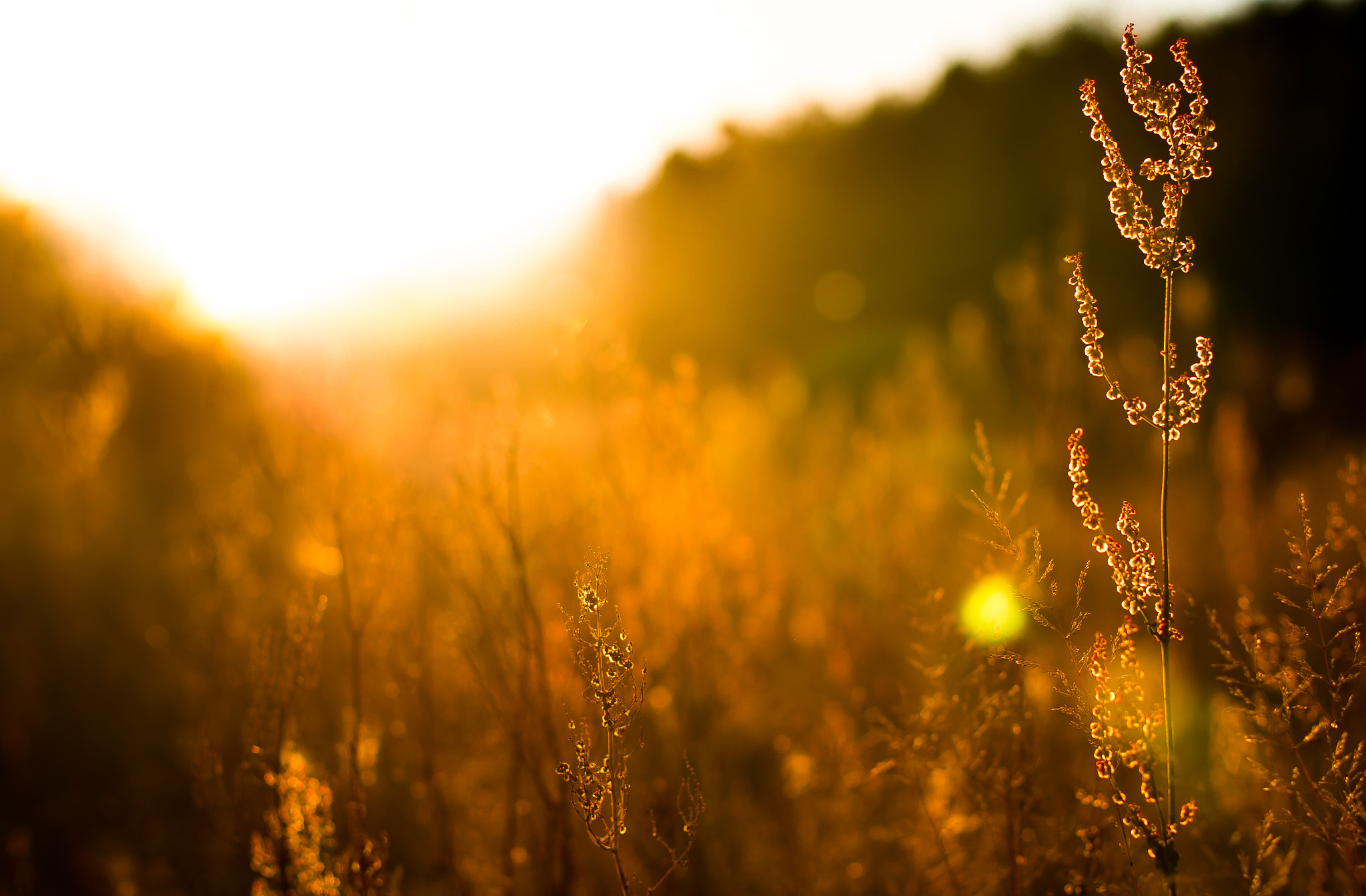 Pentax K-5 + Pentax smc DA* 55mm F1.4 SDM sample photo. We say goodbye to summer photography