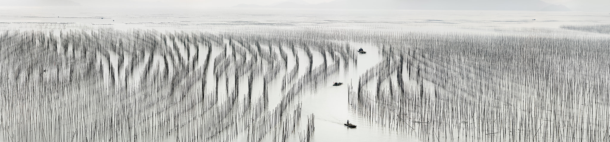 Phase One IQ280 sample photo. Broidery of bamboos in the sea photography