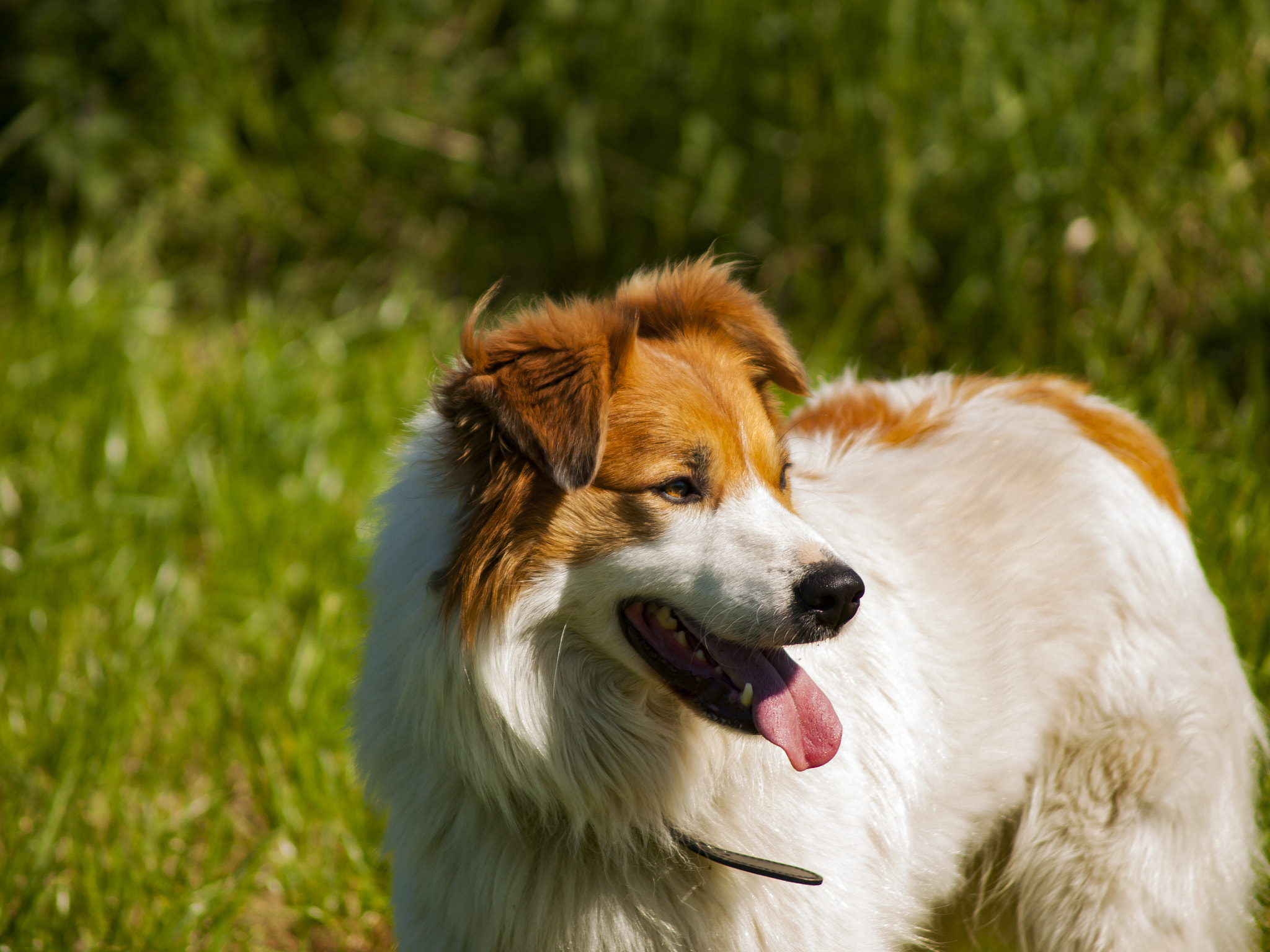 Olympus E-450 (EVOLT E-450) sample photo. Doggo photography