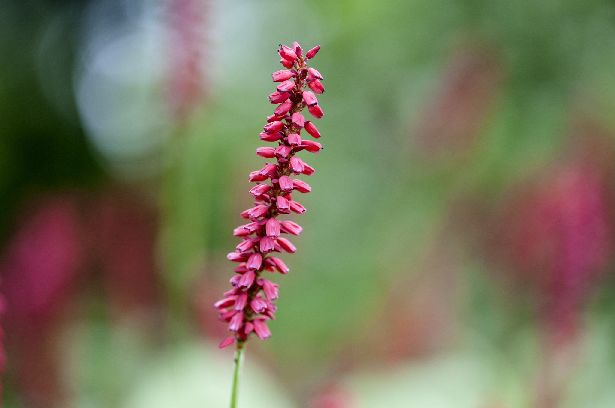 Sigma 105mm F2.8 EX DG OS HSM sample photo. Unknown photography