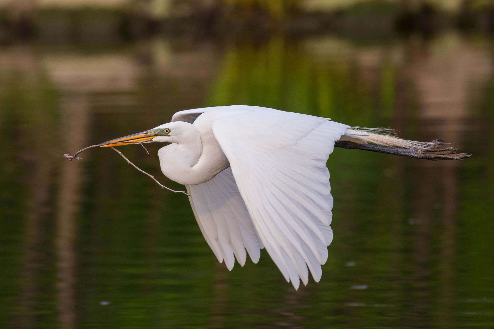 Canon EOS 6D + Canon EF 400mm F5.6L USM sample photo. Nest building photography