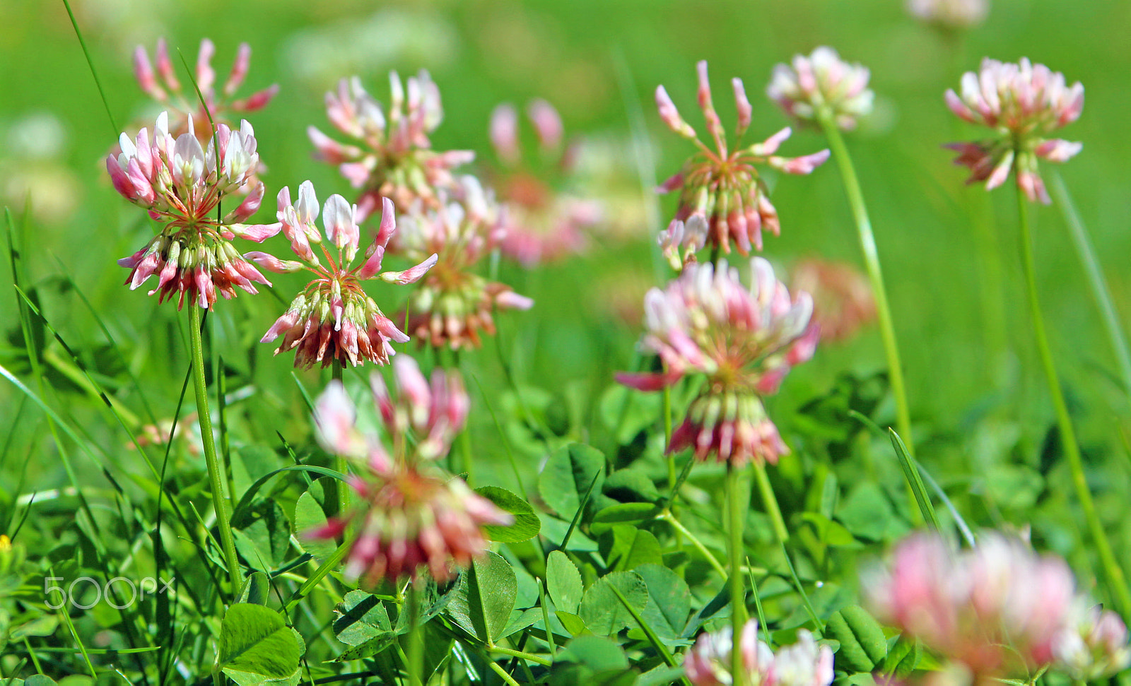 Canon EF 28-135mm F3.5-5.6 IS USM sample photo. Clover...(downstairs in front of my housedoor) photography