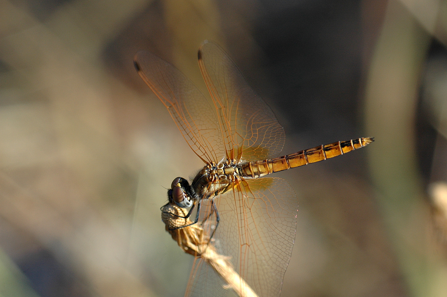 Nikon D70s + Sigma Macro 90mm F2.8 sample photo. A photography