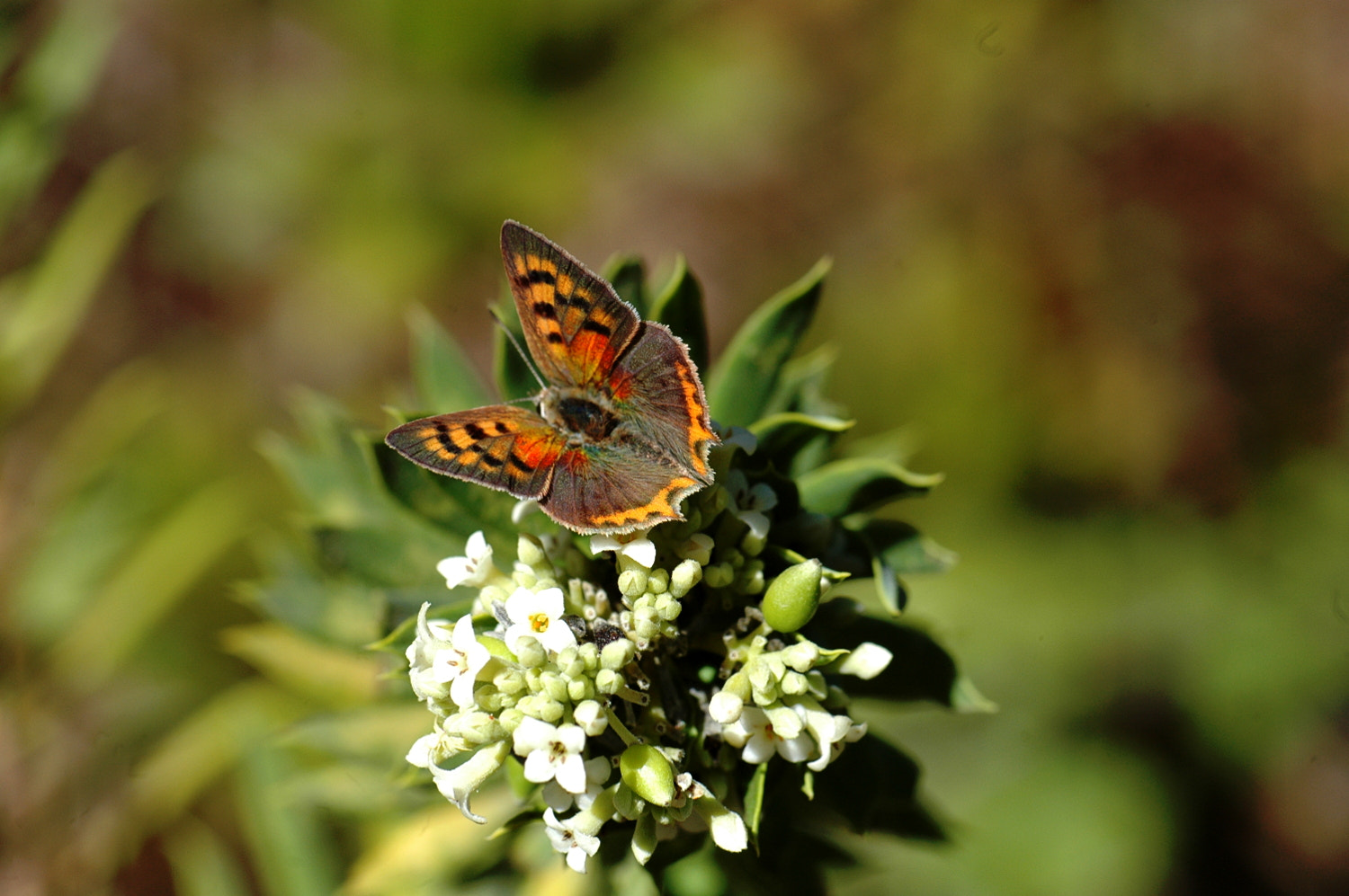 Nikon D70s + Sigma Macro 90mm F2.8 sample photo. A photography