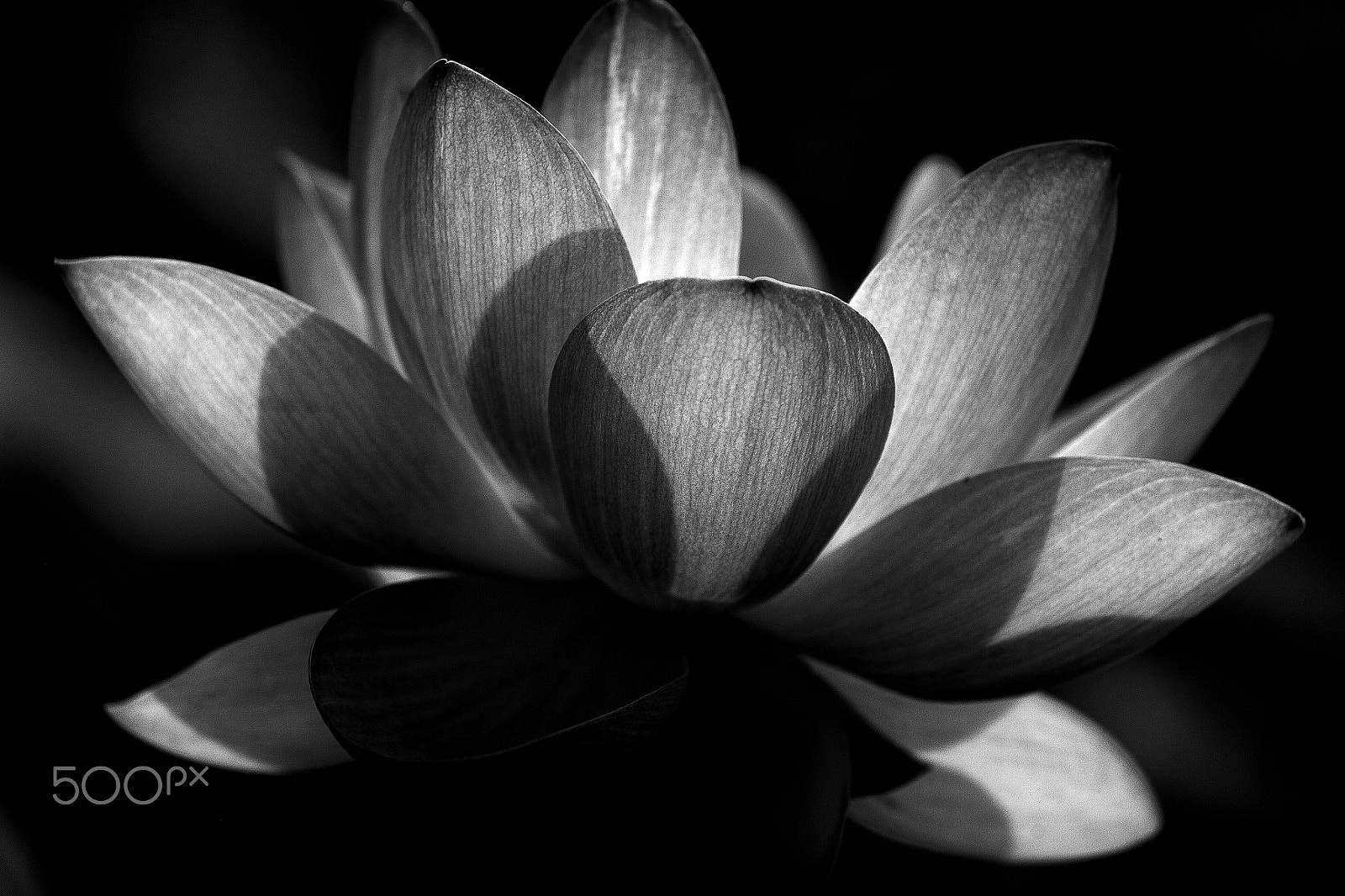 Canon EOS 5D sample photo. Fleur de lotus d'orient ... photography
