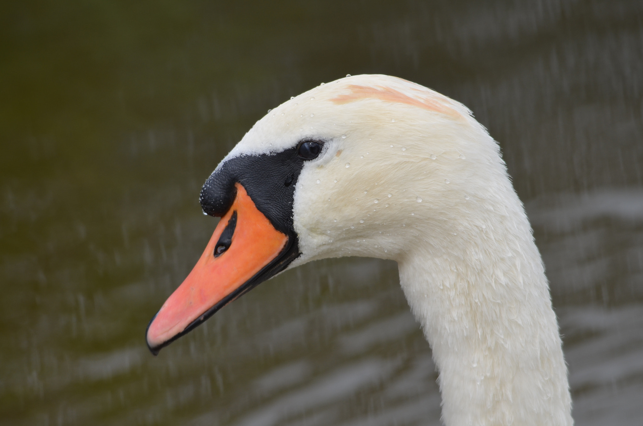 Sigma 150-500mm F5-6.3 DG OS HSM sample photo. The look photography