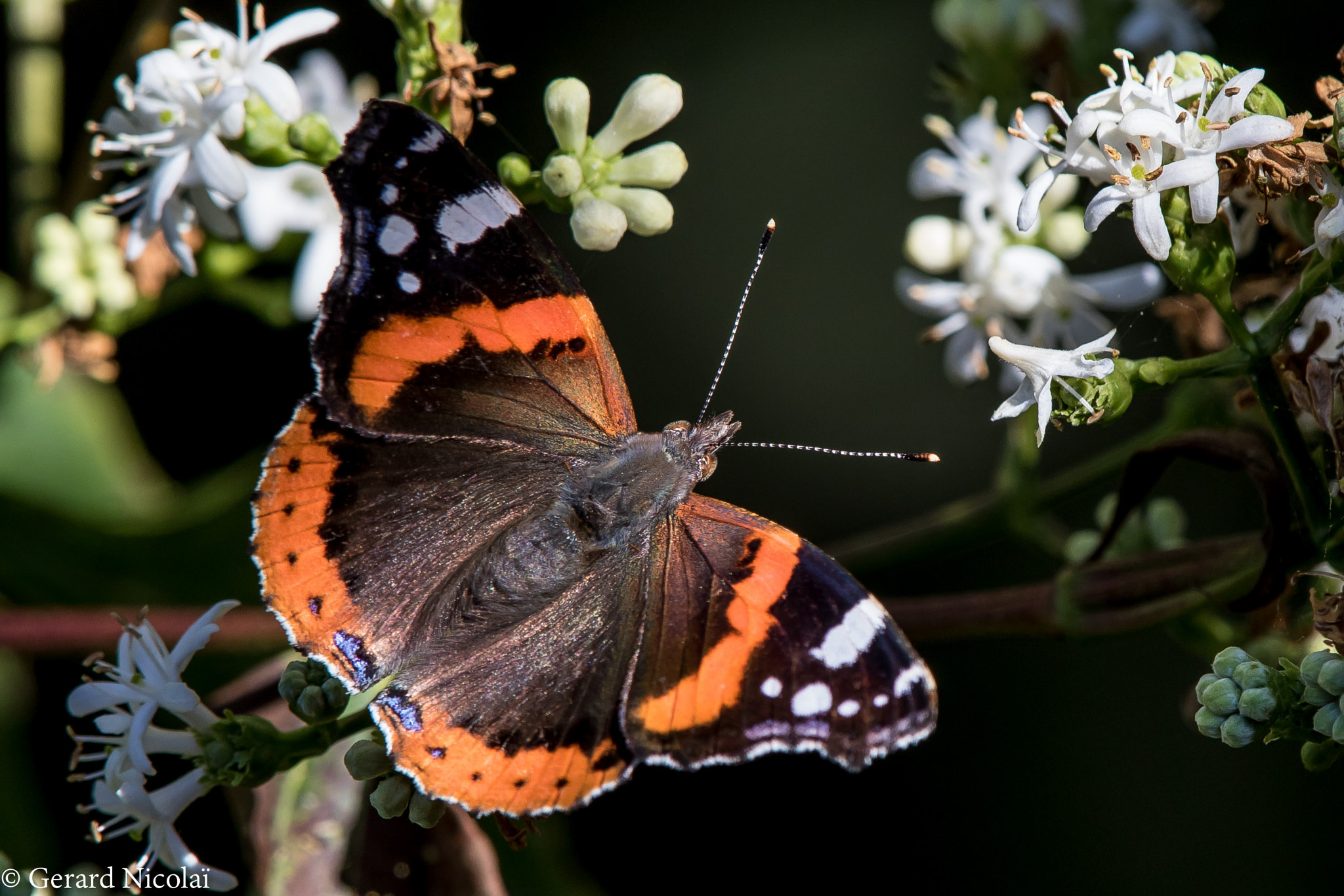 Canon EF 300mm F2.8L IS USM sample photo. Red admiral butterfly photography