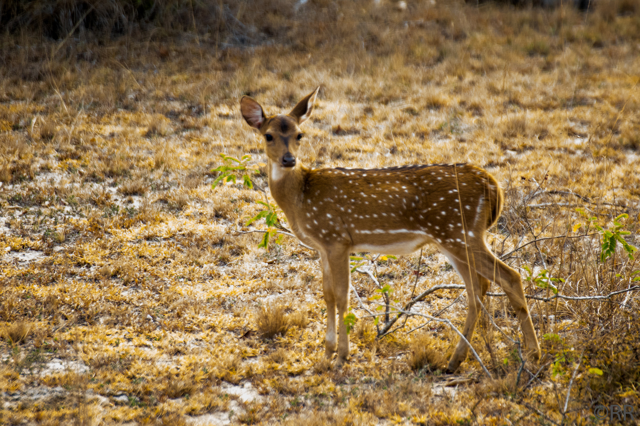 Canon EOS 7D Mark II + Tamron SP 70-300mm F4-5.6 Di VC USD sample photo. Spotted deer, wilpattu photography