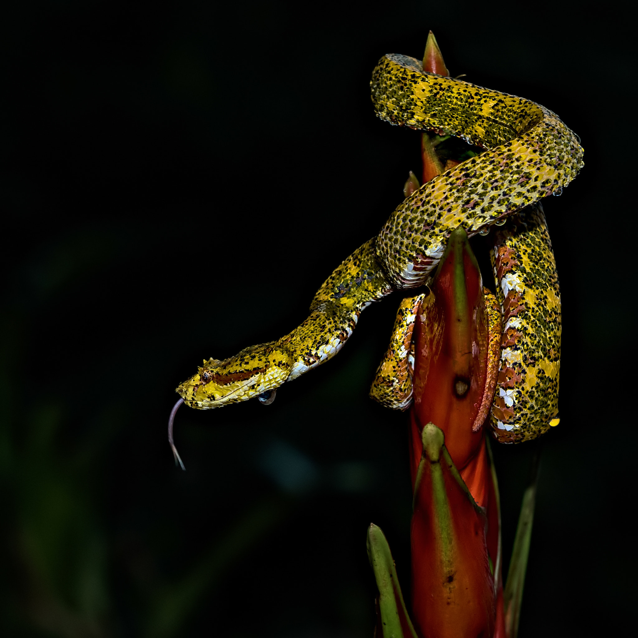 Canon EOS-1D X sample photo. Night hunter.... photography
