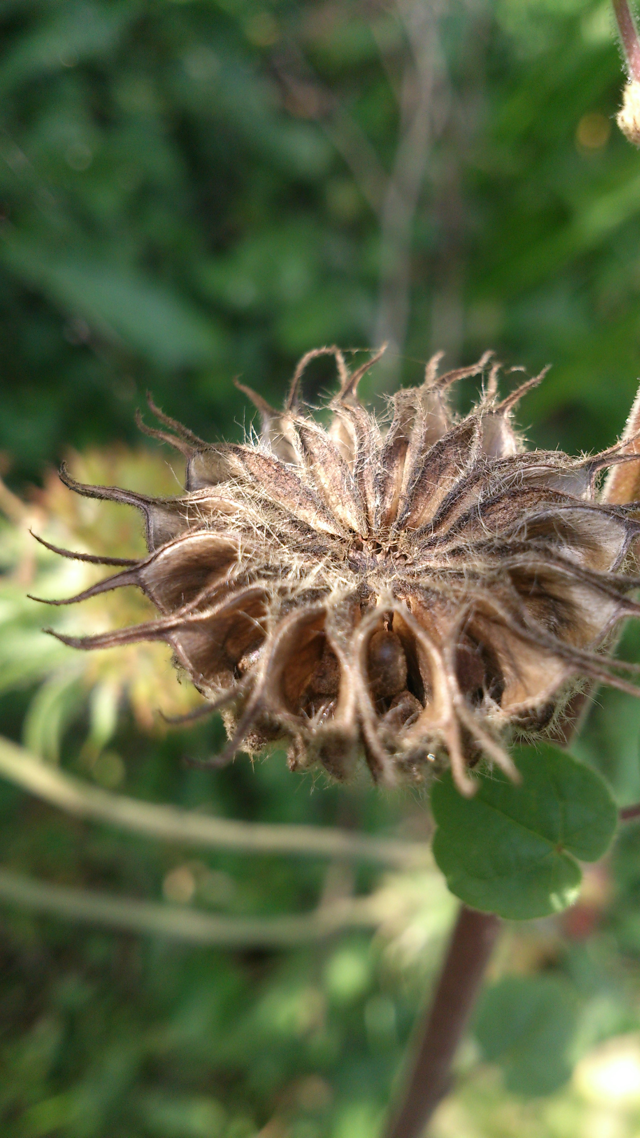 Sony Xperia T sample photo. Strange seed photography