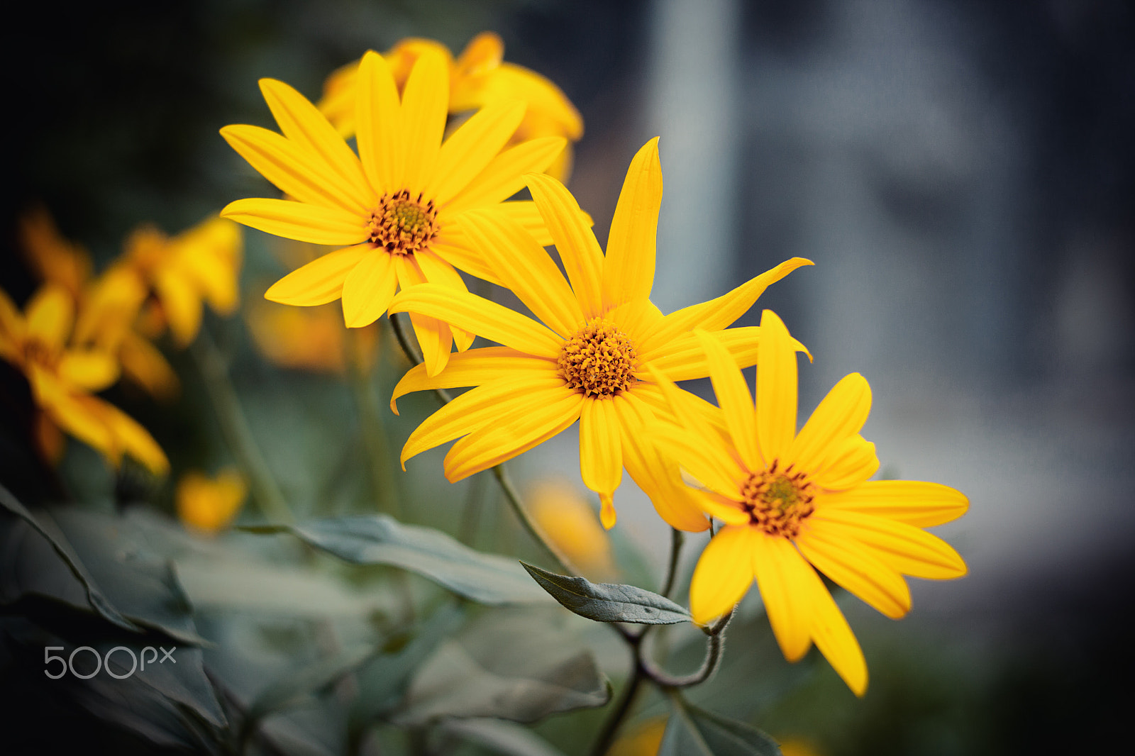 Canon EF 35-80mm f/4-5.6 sample photo. Yellow flowers photography